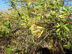 Heteromorpha arborescens arborescens