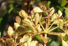 Heteromorpha arborescens arborescens