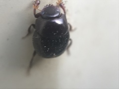 Pseudocanthon perplexus