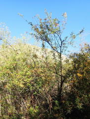 Heteromorpha arborescens arborescens
