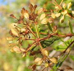 Heteromorpha arborescens arborescens