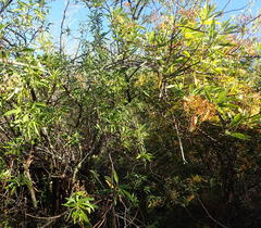 Heteromorpha arborescens arborescens