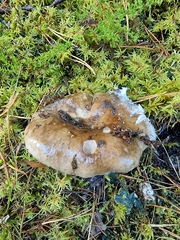 Tricholoma albobrunneum