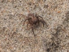 Mexigonus morosus