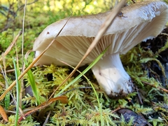 Tricholoma albobrunneum
