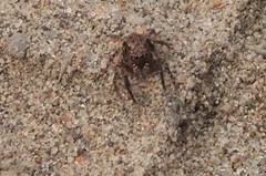 Mexigonus morosus