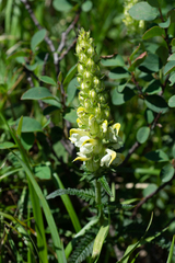 Pedicularis compacta