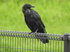Corvus corone