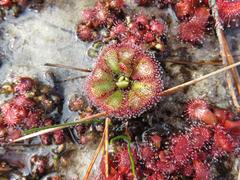 Drosera admirabilis
