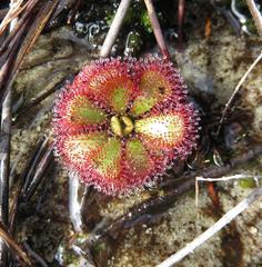Drosera admirabilis