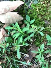 Mecardonia acuminata