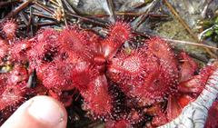 Drosera slackii