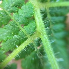 Acystopteris tenuisecta