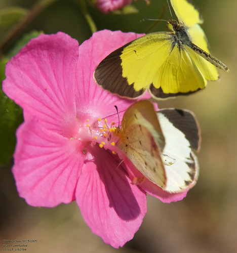Little Yellow photo 6