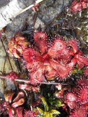 Drosera slackii