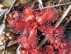 Drosera slackii