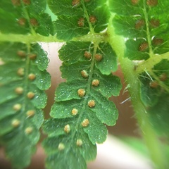 Acystopteris tenuisecta