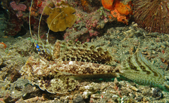 Dactylopus dactylopus