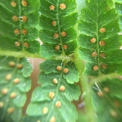 Acystopteris tenuisecta