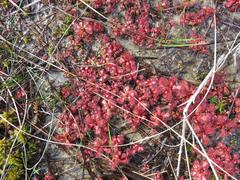 Drosera slackii