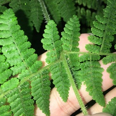 Acystopteris tenuisecta