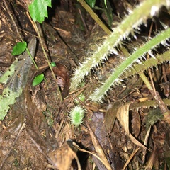 Acystopteris tenuisecta