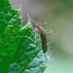 Culiseta incidens