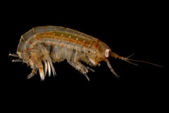 Gammarus locusta