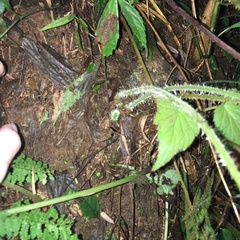 Acystopteris tenuisecta