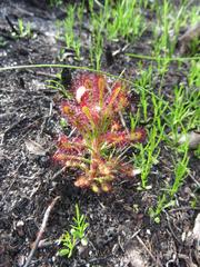 Drosera glabripes
