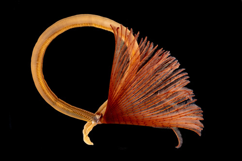 Peacock Worm, photo 5 of 10