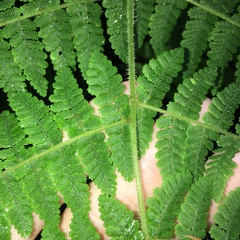 Acystopteris tenuisecta