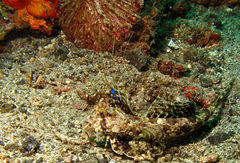 Dactylopus dactylopus