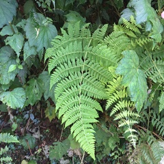 Acystopteris tenuisecta