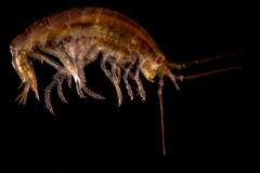 Calliopiidae