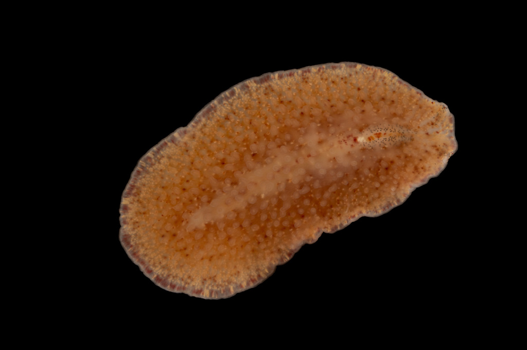 Cycloporus papillosus