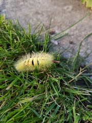 Calliteara pudibunda