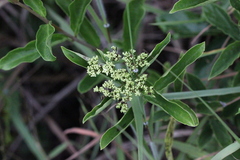 Viburnum sempervirens