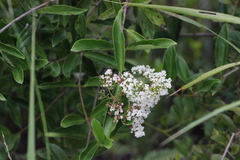 Viburnum sempervirens