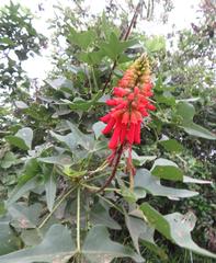 Erythrina humeana