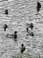 Anas platyrhynchos