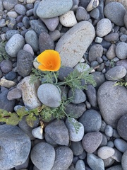 Eschscholzia californica