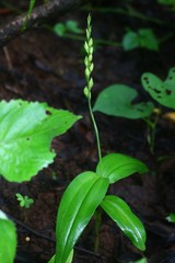 Peristylus