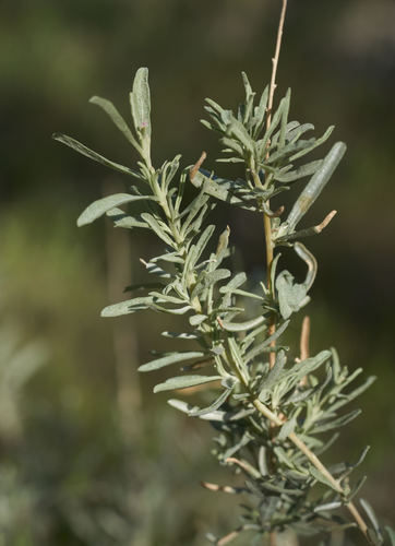 Fourwing Saltbush
