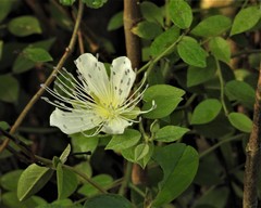 Capparis sepiaria