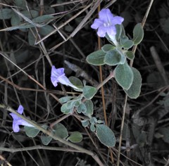 Ruellia patula