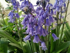 Hyacinthoides