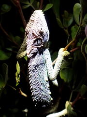 Bradypodion gutturale