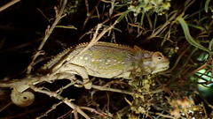 Bradypodion gutturale