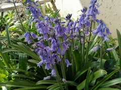 Hyacinthoides
